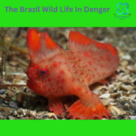 Could be the end: Due to concerns about marine heatwaves, Tasmanian red handfish will no longer be allowed in the wild.